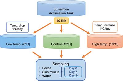 Temperature modulation alters the gut and skin microbial profiles of chum salmon (Oncorhynchus keta)